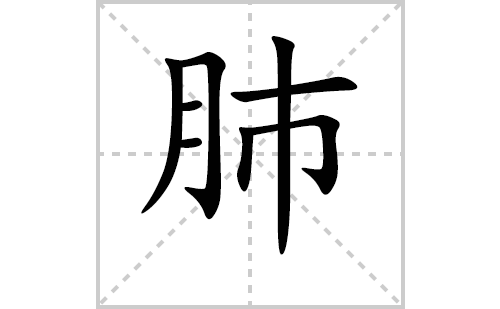 肺的笔顺笔画怎么写(肺的拼音、部首、解释及成语解读)